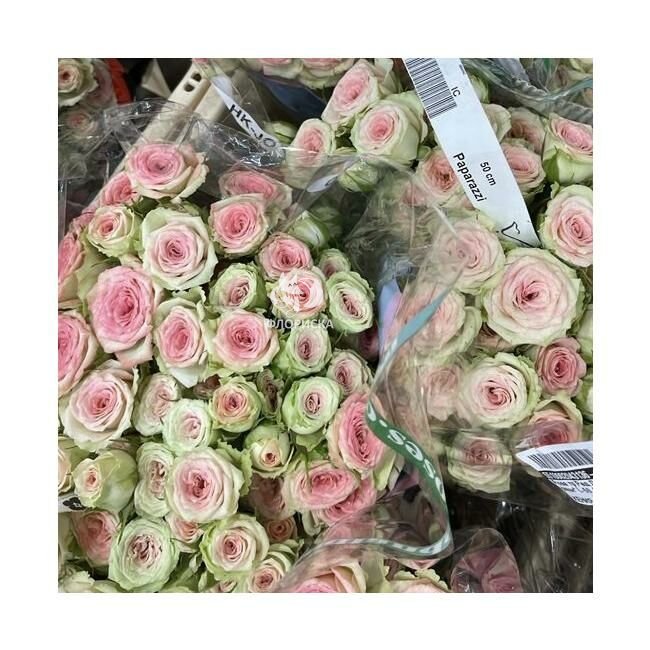 Кустовая роза &laquo;Неженка&raquo;