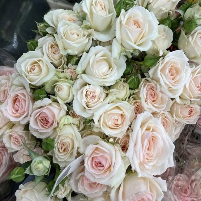 Кустовая роза &laquo;Нежная&raquo;