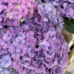 Гортензия  &laquo;Пурпурная&raquo;