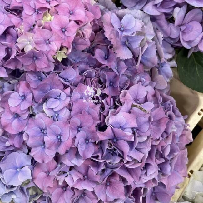 Гортензия  &laquo;Пурпурная&raquo;