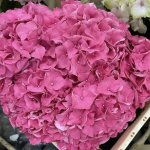 Гортензия  &laquo;Алый&raquo;