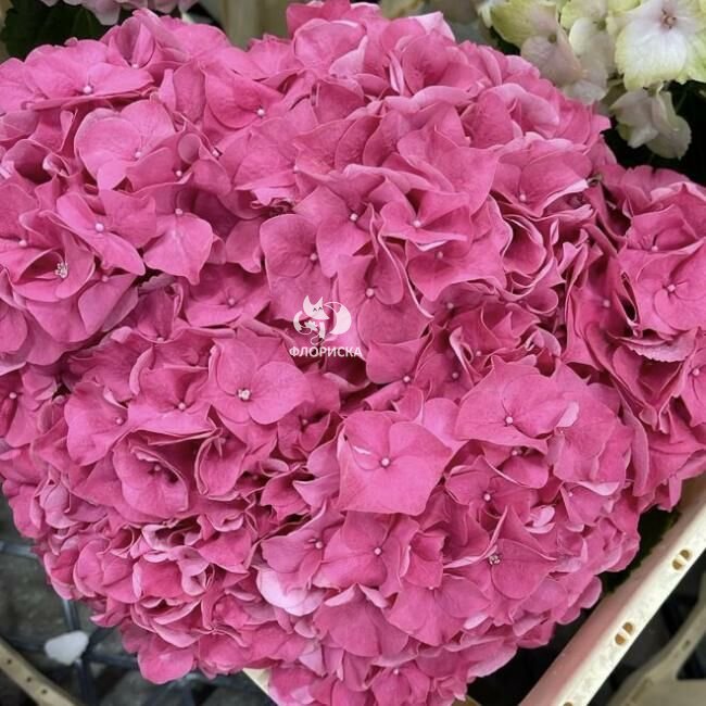 Гортензия  &laquo;Алый&raquo;