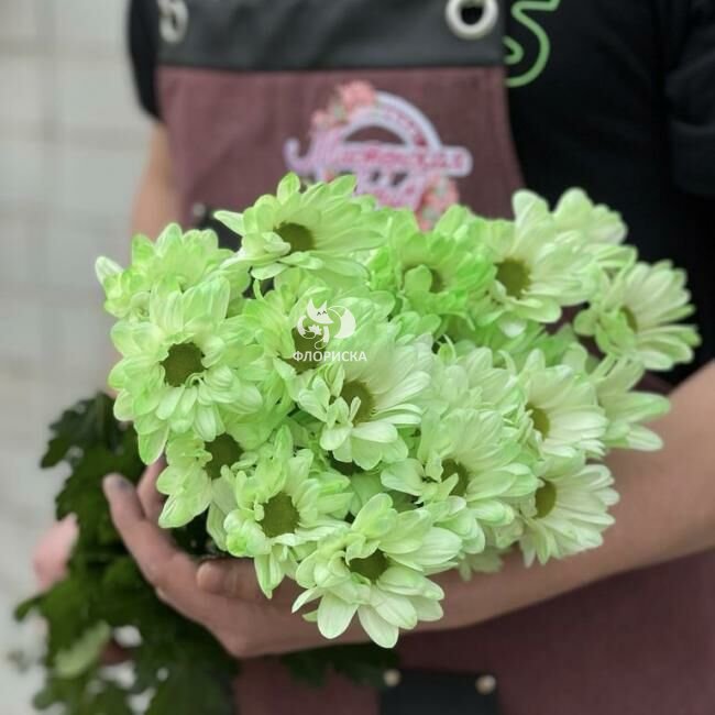 Хризантема кустовая &laquo;Фисташковая&raquo;