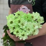 Хризантема кустовая &laquo;Фисташковая&raquo;