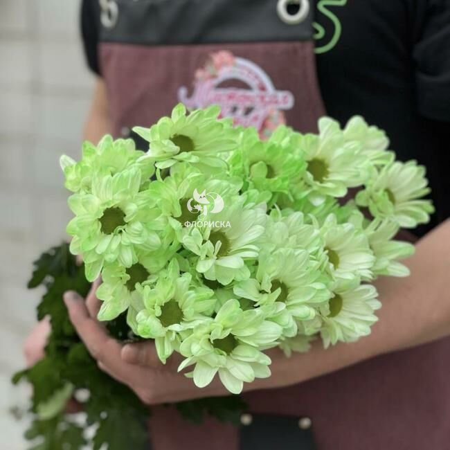 Хризантема кустовая &laquo;Фисташковая&raquo;