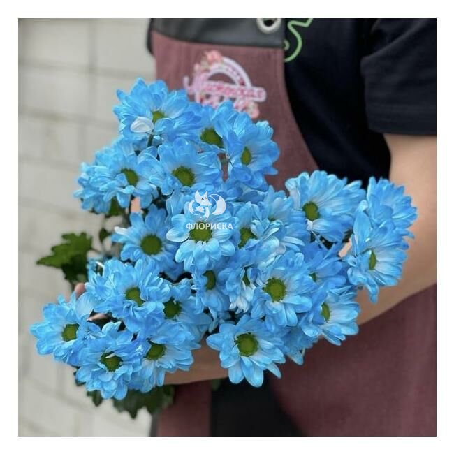 Хризантема кустовая &laquo;Голубая&raquo;