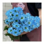 Хризантема кустовая &laquo;Голубая&raquo;