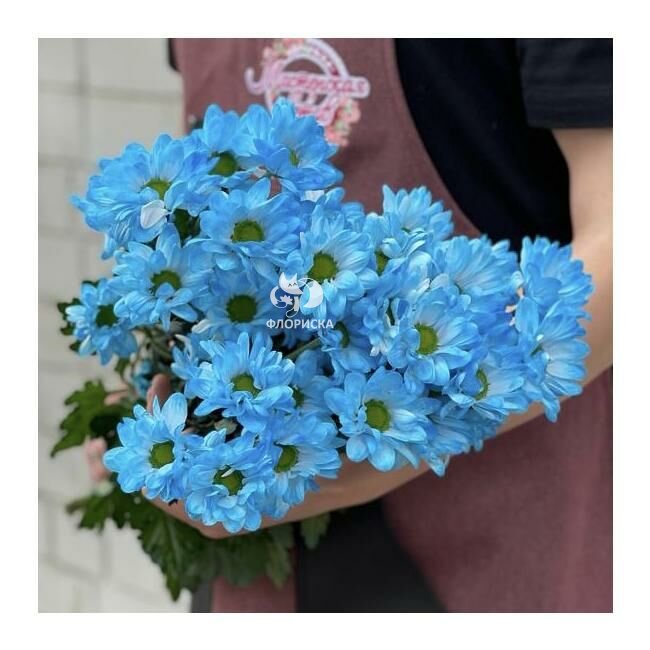 Хризантема кустовая &laquo;Голубая&raquo;