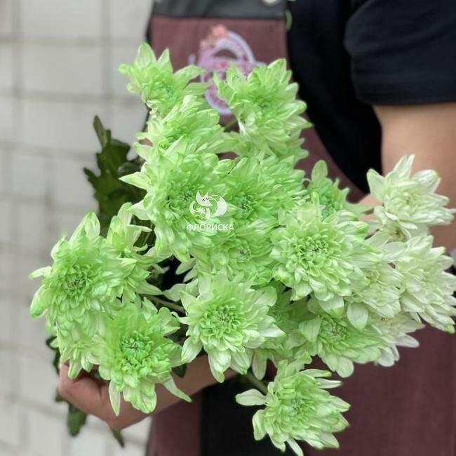 Хризантема кустовая &laquo;Зеленая&raquo;