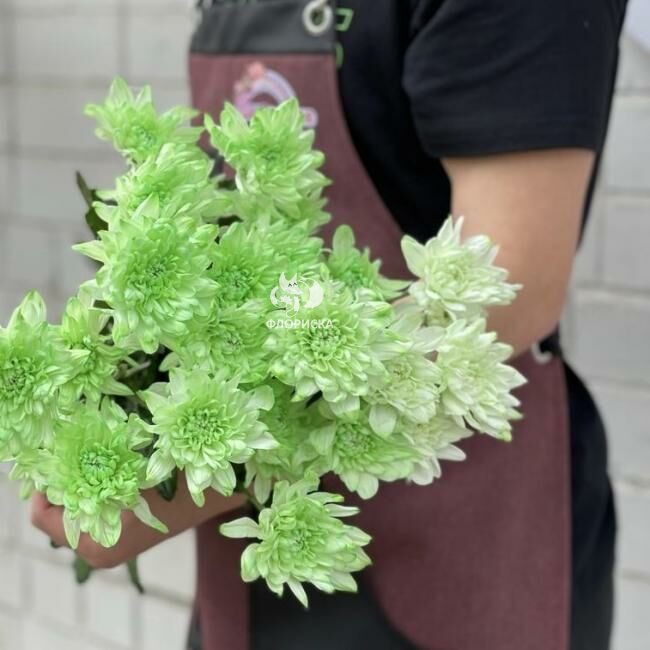 Хризантема кустовая &laquo;Зеленая&raquo;