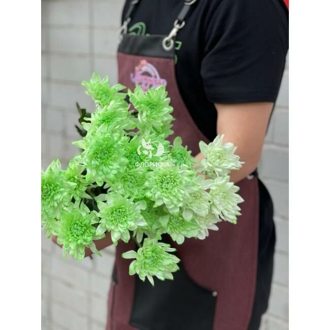 Хризантема кустовая &laquo;Зеленая&raquo;