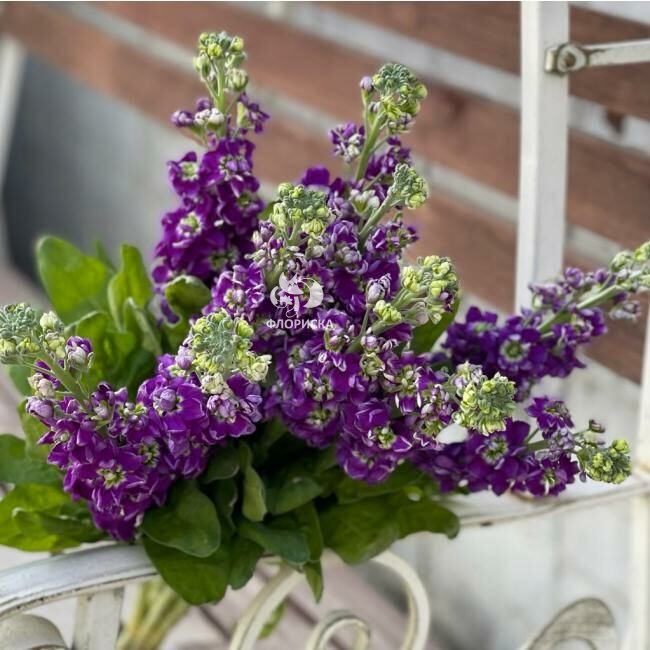 Маттиола &laquo;Фиолетовая&raquo;