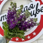 Маттиола &laquo;Фиолетовая&raquo;