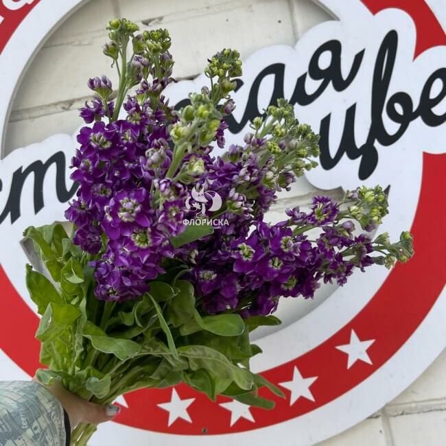 Маттиола &laquo;Фиолетовая&raquo;