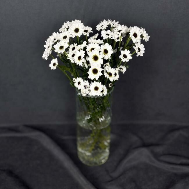 Сантини &laquo;Белая&raquo;