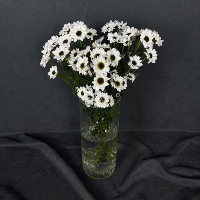 Сантини &laquo;Белая&raquo;