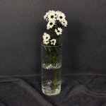 Сантини &laquo;Белая&raquo;