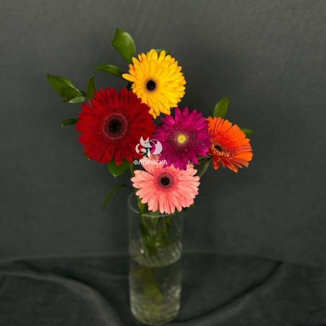 Гербера &laquo;Микс&raquo;