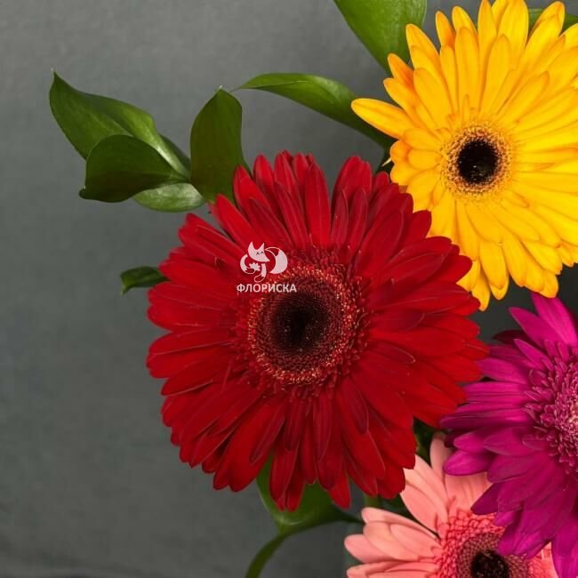 Гербера &laquo;Микс&raquo;