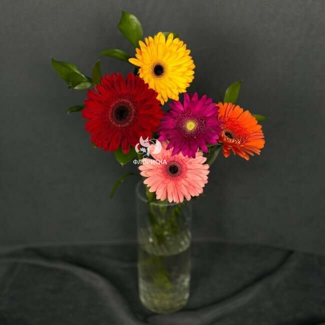 Гербера &laquo;Микс&raquo;