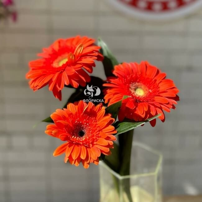 Гербера &laquo;Оранжевая&raquo;