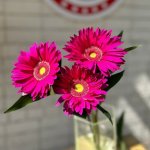 Гербера &laquo;Малиновая&raquo;