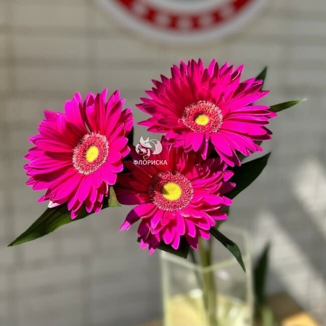 Гербера &laquo;Малиновая&raquo;