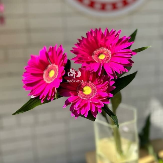 Гербера &laquo;Малиновая&raquo;