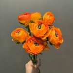 Ранункулюс &laquo;Оранжевый&raquo;