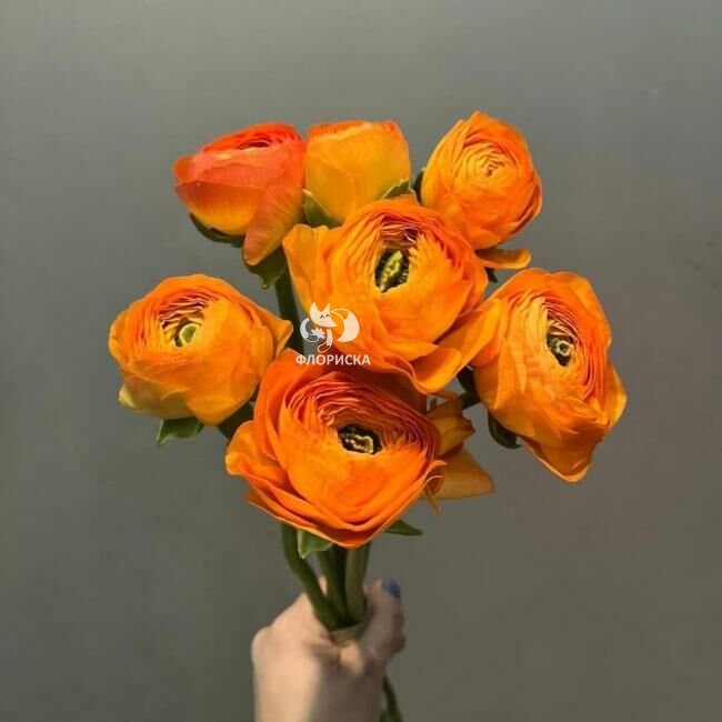 Ранункулюс &laquo;Оранжевый&raquo;