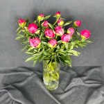 Пион &laquo;Бордовый&raquo;