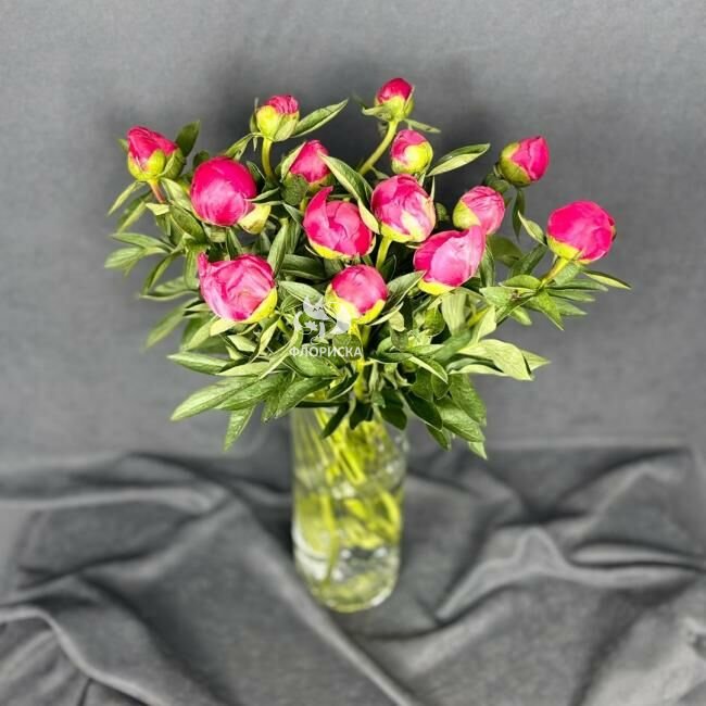 Пион &laquo;Бордовый&raquo;