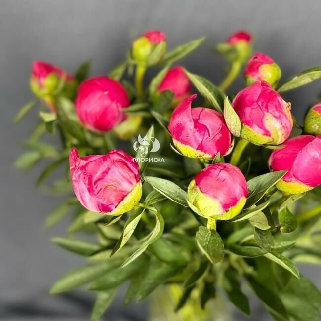 Пион &laquo;Бордовый&raquo;