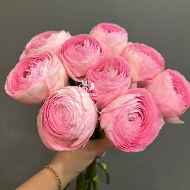 Ранункулюс &laquo;Розовый&raquo;