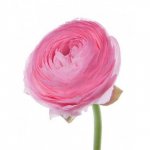 Ранункулюс &laquo;Розовый&raquo;