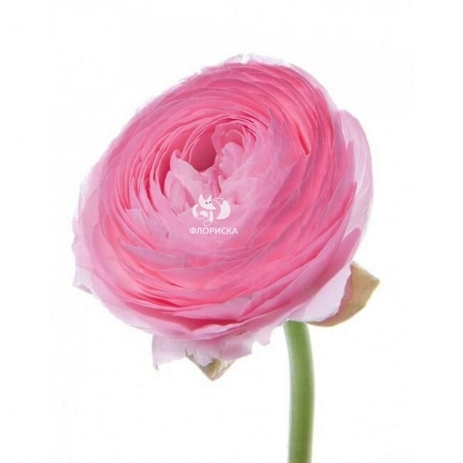 Ранункулюс &laquo;Розовый&raquo;