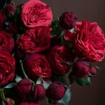 Роза &laquo;Пионовидная&raquo;