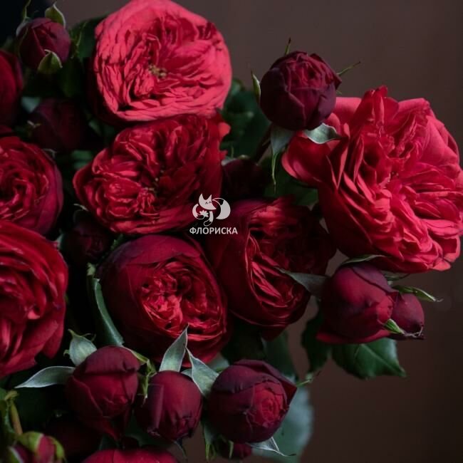 Роза &laquo;Пионовидная&raquo;