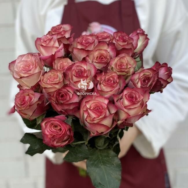 Роза &laquo;Палома&raquo;