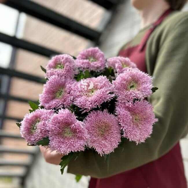 Хризантема одноголовая &laquo;Пинк&raquo;