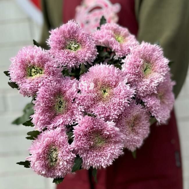 Хризантема одноголовая &laquo;Пинк&raquo;