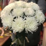Хризантема одноголовая &laquo;Анастасия белая&raquo;