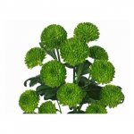 Хризантема кустовая &laquo;Филин грин&raquo;