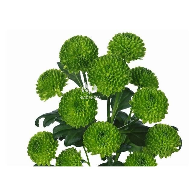 Хризантема кустовая &laquo;Филин грин&raquo;