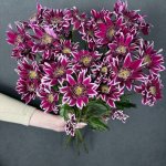 Хризантема кустовая &laquo;Саба&raquo;