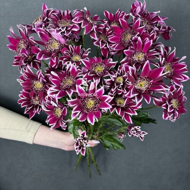 Хризантема кустовая &laquo;Саба&raquo;