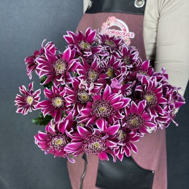 Хризантема кустовая &laquo;Саба&raquo;