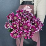 Хризантема кустовая &laquo;Саба&raquo;