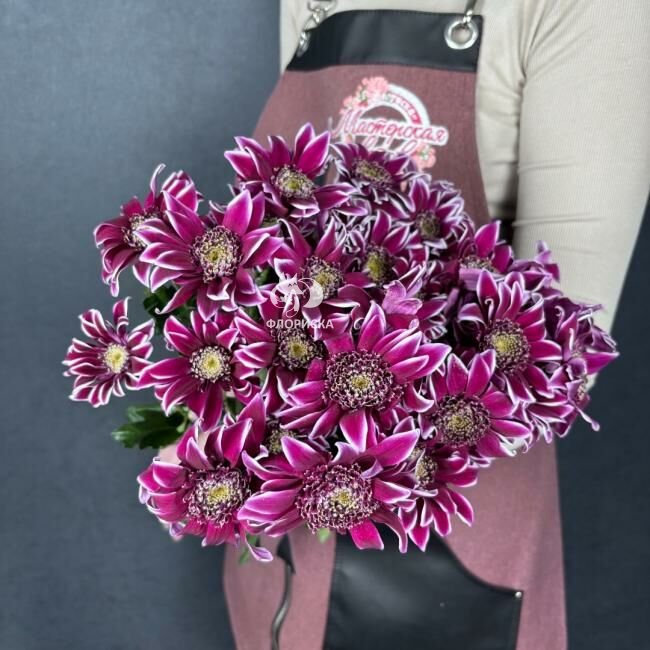 Хризантема кустовая &laquo;Саба&raquo;