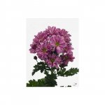 Хризантема кустовая &laquo;Серенити&raquo;